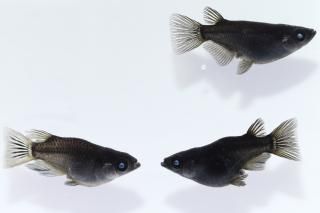 <img class='new_mark_img1' src='https://img.shop-pro.jp/img/new/icons1.gif' style='border:none;display:inline;margin:0px;padding:0px;width:auto;' />֥롼 ڸʪۡ1ɤ᥹2ɤLDD1701