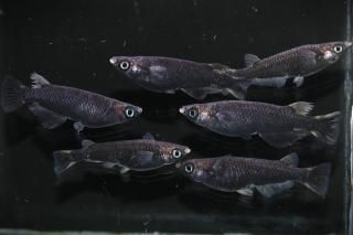 <img class='new_mark_img1' src='https://img.shop-pro.jp/img/new/icons1.gif' style='border:none;display:inline;margin:0px;padding:0px;width:auto;' />ӡʥ᥹Bη ڸʪۡ3ɤ᥹3ɤLDD1704