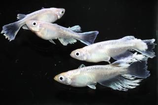 <img class='new_mark_img1' src='https://img.shop-pro.jp/img/new/icons1.gif' style='border:none;display:inline;margin:0px;padding:0px;width:auto;' />ޥꥢS졼ɡ ڸʪۡ2ɤ᥹2ɤLLDD1705