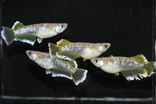 <img class='new_mark_img1' src='https://img.shop-pro.jp/img/new/icons1.gif' style='border:none;display:inline;margin:0px;padding:0px;width:auto;' />եޡ磻ɥե ڸʪۡ2ɤ᥹2ɤLDD1706