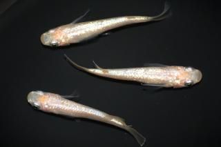 <img class='new_mark_img1' src='https://img.shop-pro.jp/img/new/icons1.gif' style='border:none;display:inline;margin:0px;padding:0px;width:auto;' />NEO ڸʪۡ1ɤ᥹2ɤLDD1707