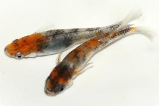 <img class='new_mark_img1' src='https://img.shop-pro.jp/img/new/icons1.gif' style='border:none;display:inline;margin:0px;padding:0px;width:auto;' />ȶ̶ ڸʪۡ1ɤ᥹1ɤLDD1709