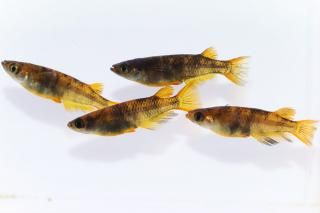 <img class='new_mark_img1' src='https://img.shop-pro.jp/img/new/icons1.gif' style='border:none;display:inline;margin:0px;padding:0px;width:auto;' /> ڸʪۡ2ɤ᥹2ɤLDD1804