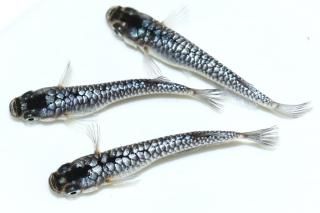 <img class='new_mark_img1' src='https://img.shop-pro.jp/img/new/icons5.gif' style='border:none;display:inline;margin:0px;padding:0px;width:auto;' />ζ ڸʪۡ1ɤ᥹2ɤMDN3020