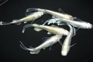 ۥ磻ȥޥꥢ ڸʪۡ3ɤ᥹3ɤMLDN3001