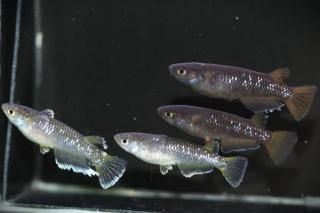 ߥåɥʥȥեγߥ󥸥F2 ڸʪۡ2ɤ᥹2ɤMLDN3002