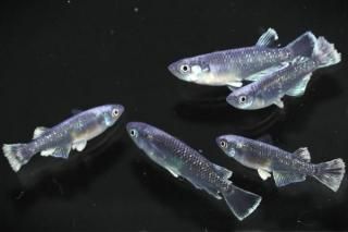 ֥å졼 ڸʪۡ2ɤ᥹3ɤMLDN3003