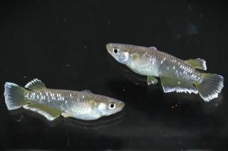 եޡ磻ɥե ڸʪۡ1ɤ᥹1ɤMLDN3004