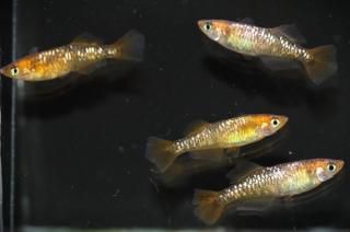 ϥڥҥ ڸʪۡ2ɤ᥹2ɤMLDN3005