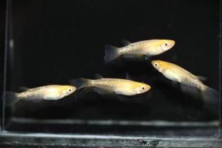 ӥΥҥĹ ڸʪۡ2ɤ᥹2ɤMLDN3006