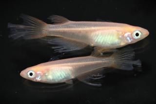  ڸʪۡ2ɤ᥹2ɤMLDN3008