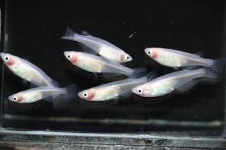 Ȥۤä ڸʪۡ3ɤ᥹4ɤMLDN3009