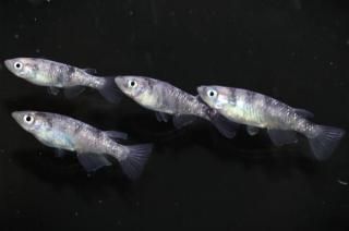 åʥե ڸʪۡ2ɤ᥹2ɤMLDN3010