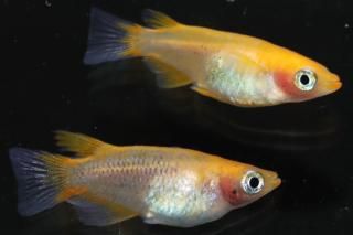 ޼typeRȾޡBɽ ڸʪۡ1ɤ᥹1ɤMLDN3013