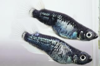 ɴ硼ȡBη ڸʪۡ1ɤ᥹1ɤLDN3014