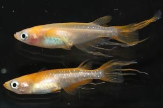 ¹򥹥 ڸʪۡ1ɤ᥹1ɤMLDN3015