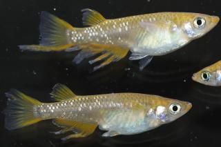 ϥ ڸʪۡ1ɤ᥹2ɤMLDN3017