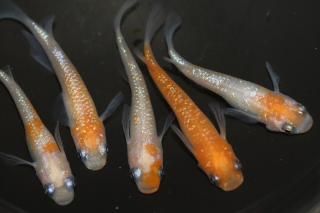 Bɽ ڸʪۡ2ɤ᥹3ɤMLDN3018