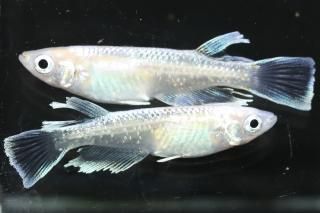 ۥ磻ȥޥꥢ ڸʪۡ2ɤ᥹2ɤMLDN3019