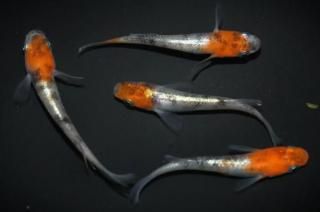 γ ڸʪۡ2ɤ᥹2ɤMLDD0103