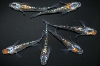 ꥷS졼ɡ ڸʪۡ3ɤ᥹3ɤMLDD0106