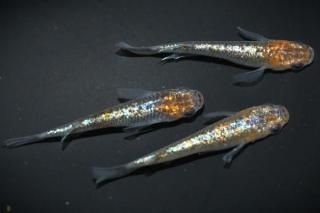 ꥷS졼ɡ ڸʪۡ1ɤ᥹2ɤMLDD0107