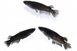 ߥåɥʥȥե뼿ҥĹ ڸʪۡ1ɤ᥹2ɤLDD0108