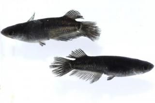 ߥåɥʥȥե뼿ҥĹ ڸʪۡ1ɤ᥹1ɤLLDD0109