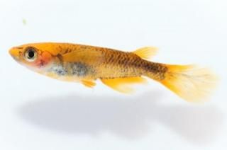 ޼typeRҥĹ ڸʪۡ1ɤ᥹1ɤMLDD0110