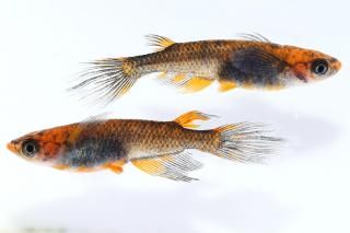 ޼typeRҥĹ ڸʪۡ1ɤ᥹1ɤMLDD0111