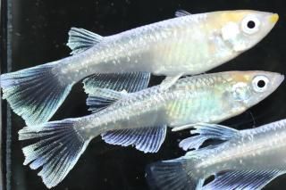 ޥꥢ塦ۥ磻ȥޥꥢ ڸʪۡ3ɤ᥹3ɤMLDD0113