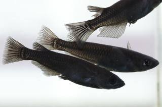 商品検索 - めだかの通販・販売専門店-めだかの館-