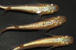  ڸʪۡ2ɤ᥹2ɤMLDD0115