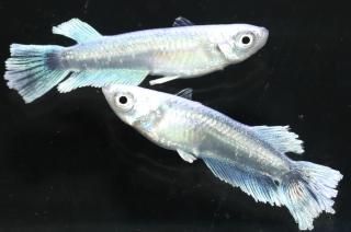 ǥ磻ɥե ڸʪۡ1ɤ᥹1ɤMLDD0120