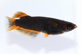 ޼typeR磻ɥեS졼ɡ ڸʪۡ1ɤ᥹1ɤLDD0202