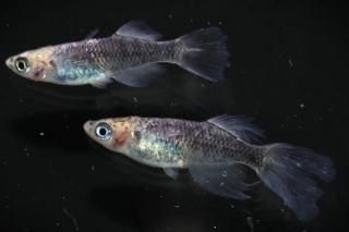 ε˱ε ڸʪۡ1ɤ᥹1ɤMLDD0203