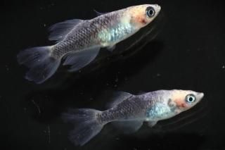 ε˱ε ڸʪۡ1ɤ᥹1ɤMLDD0204