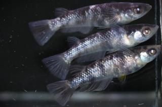  ڸʪۡ1ɤ᥹2ɤLDD0205