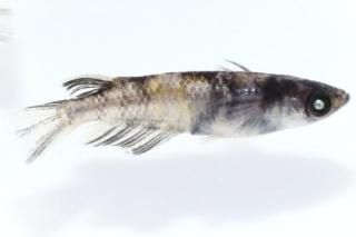  ڸʪۡ1ɤ᥹2ɤLDD0206