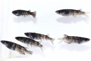 η ڸʪۡ2ɤ᥹4ɤLDD0207