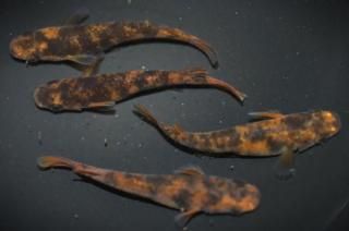 ϡS졼ɡ ڸʪۡ2ɤ᥹2ɤLDD0208