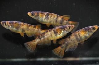 ϡS졼ɡ ڸʪۡ2ɤ᥹2ɤLDD0209