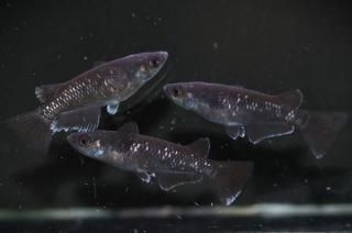 ŷ ڸʪۡ1ɤ᥹2ɤLDD0210