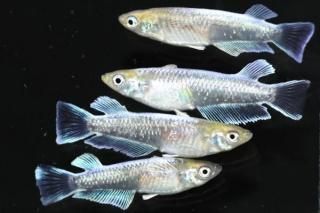 ᥭ ڸʪۡ2ɤ᥹2ɤLDD0211