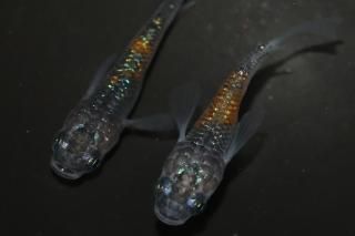 ޤη ڸʪۡ2ɤ᥹2ɤMLDD0212