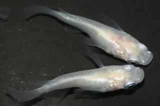 ԥ奢ۥ磻ȥޡȾ ڸʪۡ2ɤ᥹2ɤMLDD0213