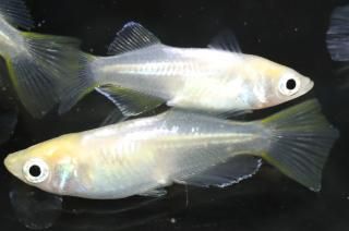 ŷʥ硼 ڸʪۡ3ɤ᥹3ɤMLDD0214