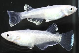 ե ڸʪۡ1ɤ᥹2ɤMLDD0215