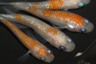  ڸʪۡ2ɤ᥹5ɤMLDD0216