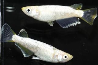 С ڸʪۡ1ɤ᥹1ɤLDD0217